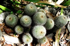 Mammillaria karwinskiana karwinskiana