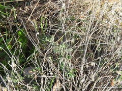 Helianthemum asperum