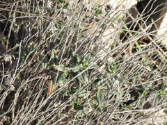 Helianthemum asperum