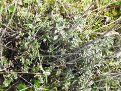 Helianthemum asperum