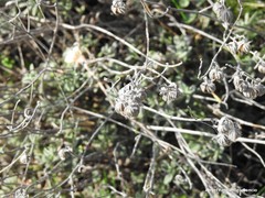 Helianthemum asperum