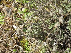 Helianthemum asperum
