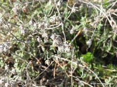 Helianthemum asperum