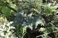 Cheilanthes quadripinnata