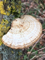 Daedaleopsis confragosa