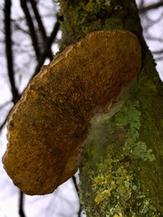 Daedaleopsis confragosa