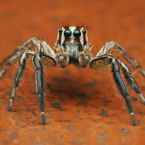 Pantropical Jumping Spider photo 6