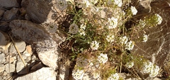 Lobularia maritima maritima