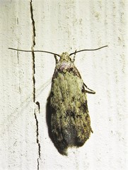 Taygete attributella