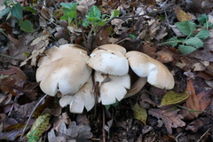 Tricholoma album