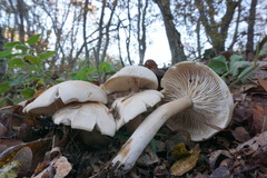 Tricholoma album