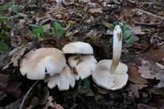 Tricholoma album