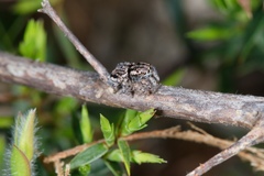Maratus plumosus