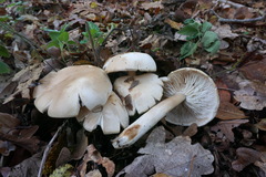Tricholoma album