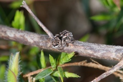 Maratus plumosus