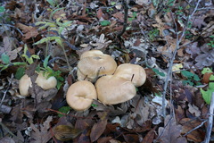Tricholoma album
