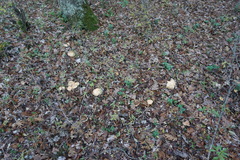 Tricholoma album