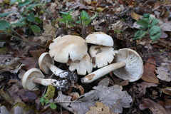 Tricholoma album