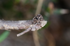 Maratus plumosus
