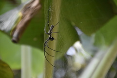 Nephila pilipes
