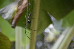 Nephila pilipes