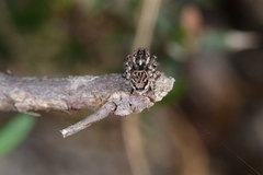Maratus plumosus