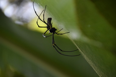 Nephila pilipes