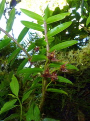 Maxillaria brevifolia