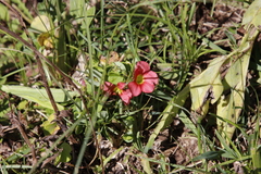 Oxalis bowiei