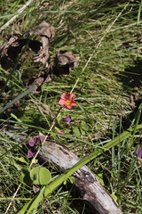 Oxalis bowiei