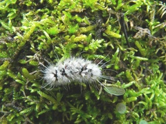 Lophocampa argentata
