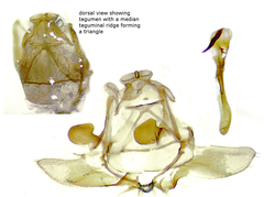 Donacaula longirostrallus