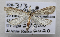 Donacaula longirostrallus