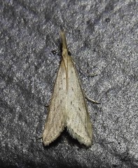 Donacaula longirostrallus