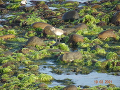 Pluvialis squatarola