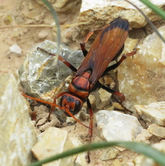 Cryptocheilus discolor
