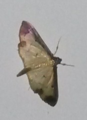 Eulepte