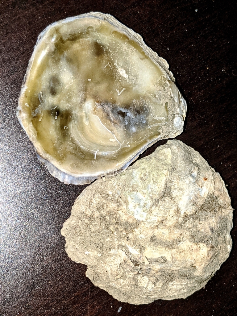 Olympia oyster