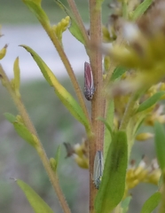 Graphocephala hieroglyphica