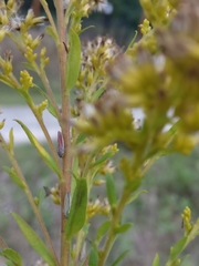 Graphocephala hieroglyphica