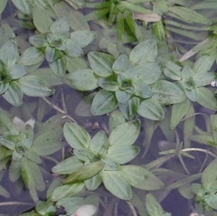 Callitriche obtusangula