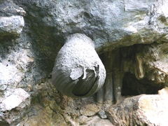 Polybia occidentalis