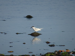 Thalasseus sandvicensis