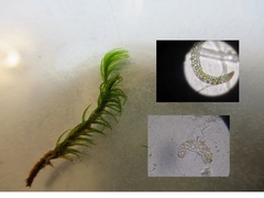 Paraleucobryum longifolium