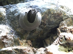 Polybia occidentalis