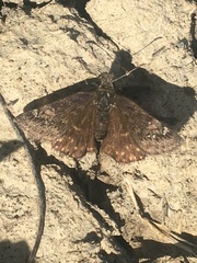 Erynnis persius borealis