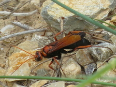 Cryptocheilus discolor