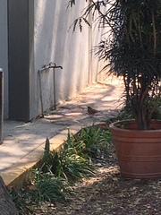 Turdus rufopalliatus