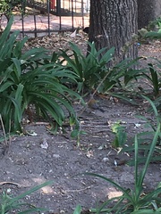 Turdus rufopalliatus