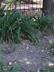 Turdus rufopalliatus